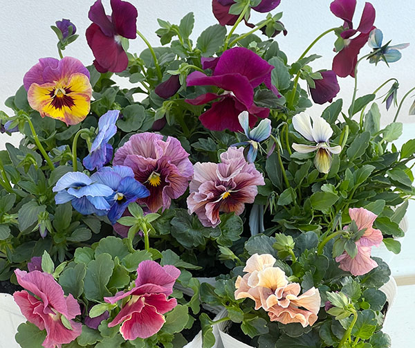 うえたコレクションパンジービオラ：ビンテージセット3.5号ポット 3株セット