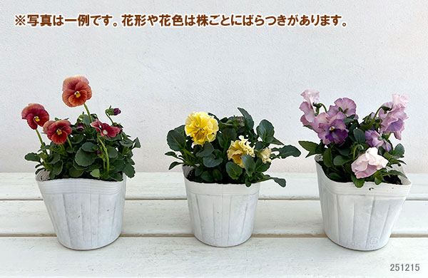 うえたコレクションパンジービオラ：コンテンポラリーセット3.5号ポット 3株セット