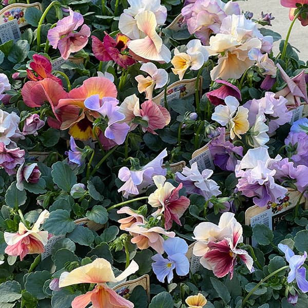 うえたコレクションパンジービオラ：コンテンポラリーセット3.5号ポット 3株セット