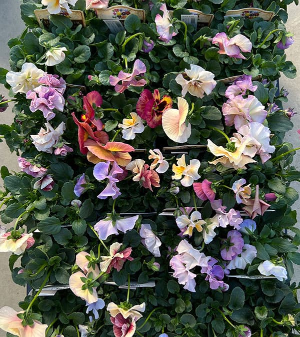 うえたコレクションパンジービオラ：コンテンポラリーセット3.5号ポット 3株セット