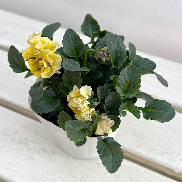 うえたコレクションパンジービオラ：コンテンポラリーセット3.5号ポット 3株セット