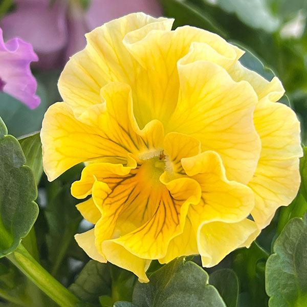 うえたコレクションパンジービオラ：コンテンポラリーセット3.5号ポット 3株セット