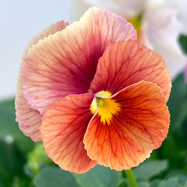 うえたコレクションパンジービオラ：コンテンポラリーセット3.5号ポット 3株セット