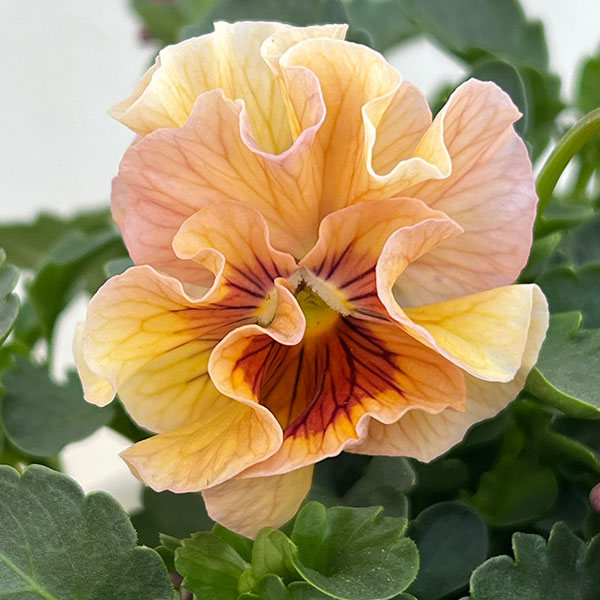 うえたコレクションパンジービオラ：コンテンポラリーセット3.5号ポット 3株セット