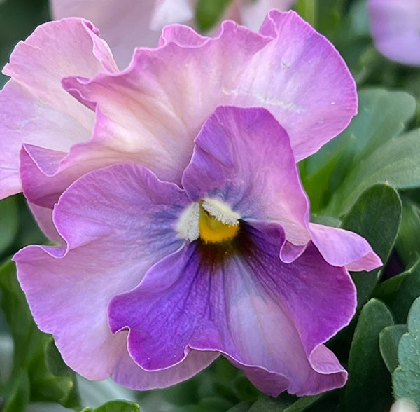 うえたコレクションパンジービオラ：コンテンポラリーセット3.5号ポット 3株セット