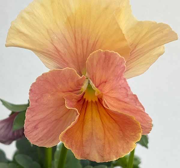 うえたコレクションパンジービオラ：コンテンポラリーセット3.5号ポット 3株セット