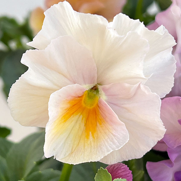 うえたコレクションパンジービオラ：コンテンポラリーセット3.5号ポット 3株セット