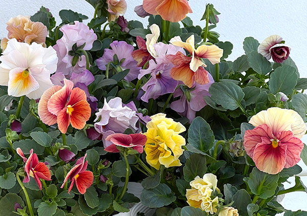 うえたコレクションパンジービオラ：コンテンポラリーセット3.5号ポット 3株セット