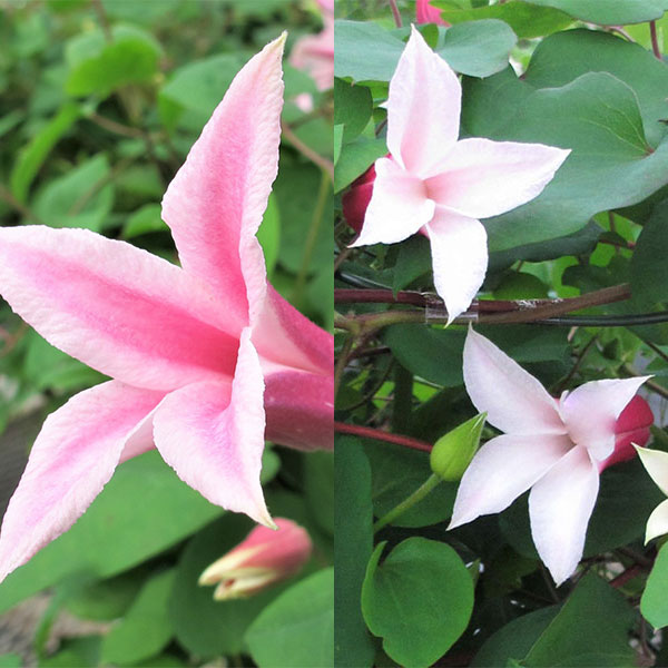 クレマチス:ダイアナ姉妹2品種セット(アイフクシマ・エールフクシマ)