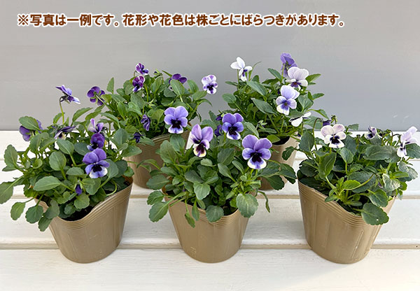 見元園芸さんのビオラ：トルニー（ブルー系）3.5号ポット