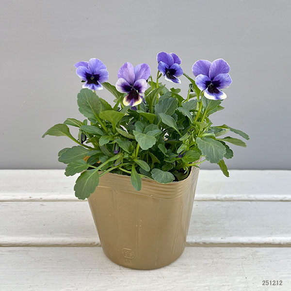 見元園芸さんのビオラ：トルニー（ブルー系）3.5号ポット