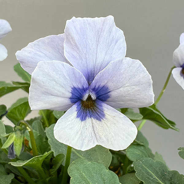 見元園芸さんのビオラ：トルニー（ブルー系）3.5号ポット