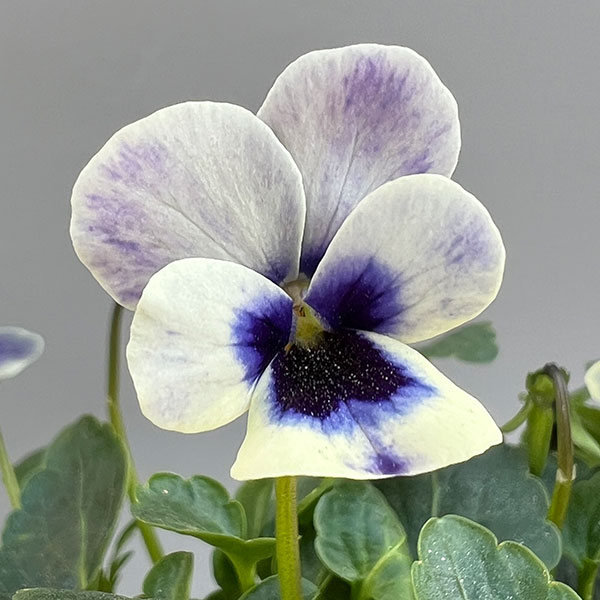 見元園芸さんのビオラ：トルニー（ブルー系）3.5号ポット