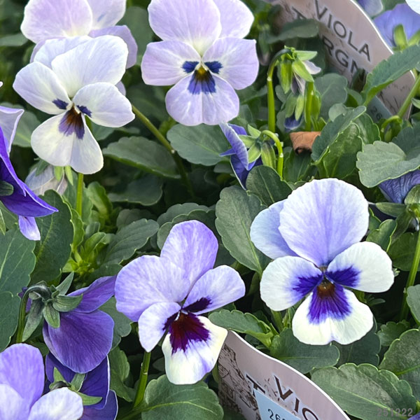 見元園芸さんのビオラ：トルニー（ブルー系）3.5号ポット