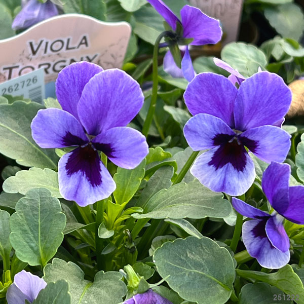 見元園芸さんのビオラ：トルニー（ブルー系）3.5号ポット