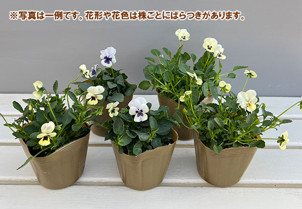 見元園芸さんのビオラ：トルニー（ホワイト系）3.5号ポット