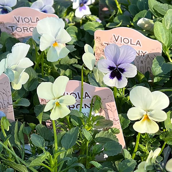 見元園芸さんのビオラ：トルニー（ホワイト系）3.5号ポット