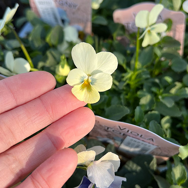 見元園芸さんのビオラ：トルニー（ホワイト系）3.5号ポット