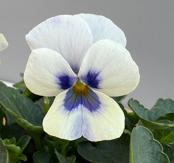 見元園芸さんのビオラ：トルニー（ホワイト系）3.5号ポット