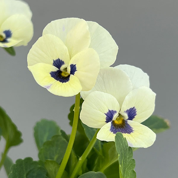 見元園芸さんのビオラ：トルニー（ホワイト系）3.5号ポット