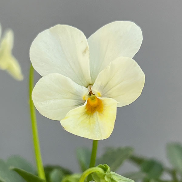 見元園芸さんのビオラ：トルニー（ホワイト系）3.5号ポット