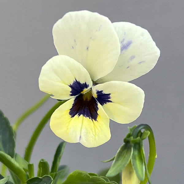 見元園芸さんのビオラ：トルニー（ホワイト系）3.5号ポット