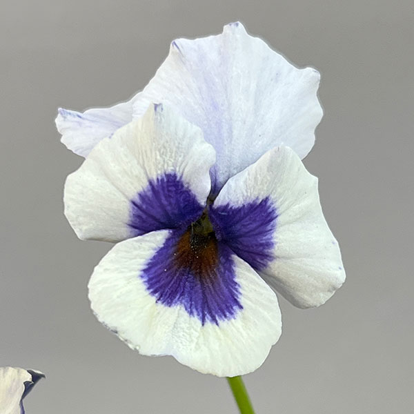 見元園芸さんのビオラ：トルニー（ホワイト系）3.5号ポット