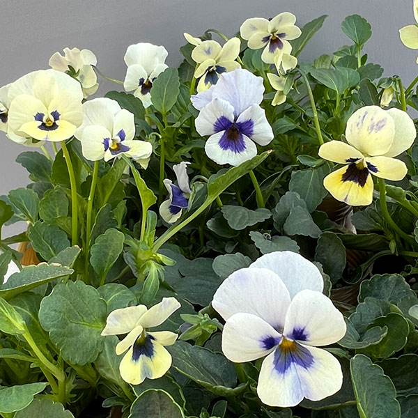 見元園芸さんのビオラ：トルニー（ホワイト系）3.5号ポット