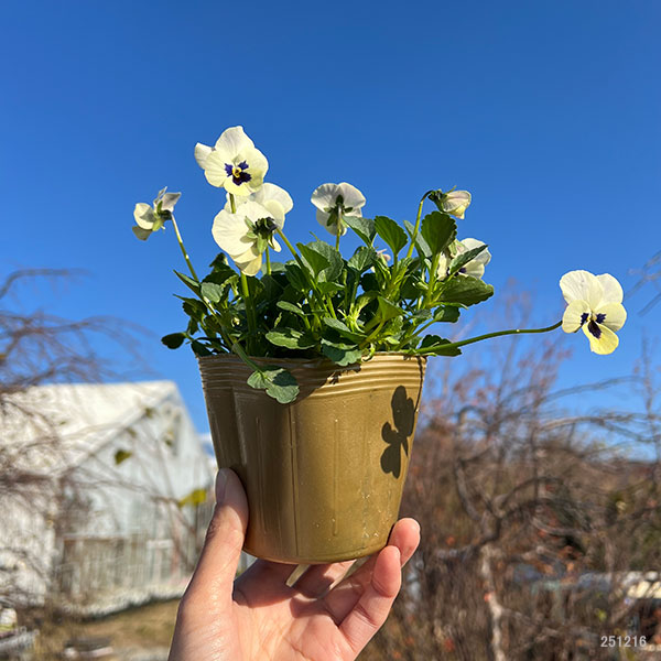見元園芸さんのビオラ：トルニー（ホワイト系）3.5号ポット