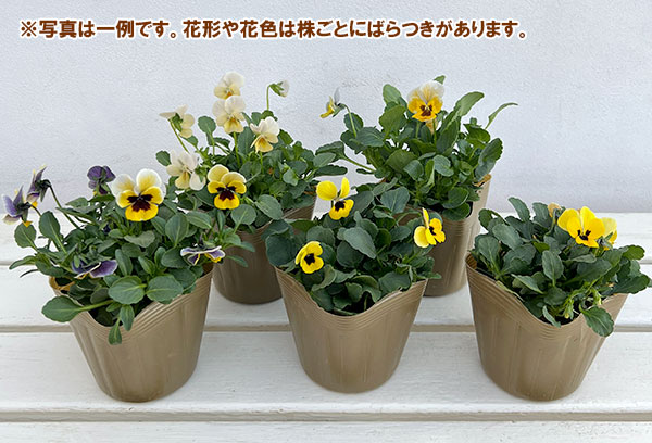 見元園芸さんのビオラ：トルニー（イエロー系）3.5号ポット