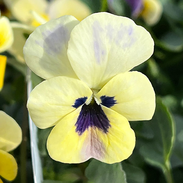 見元園芸さんのビオラ：トルニー（イエロー系）3.5号ポット