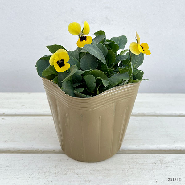 見元園芸さんのビオラ：トルニー（イエロー系）3.5号ポット