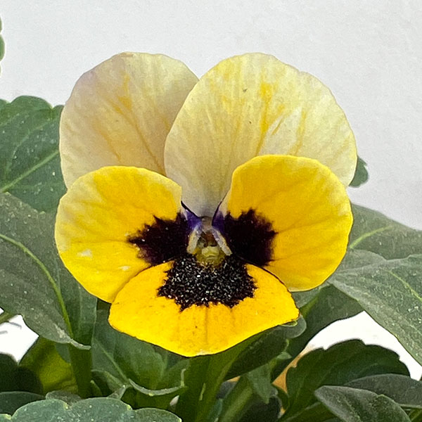 見元園芸さんのビオラ：トルニー（イエロー系）3.5号ポット