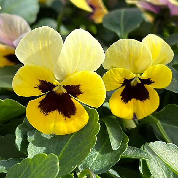 見元園芸さんのビオラ：トルニー（イエロー系）3.5号ポット