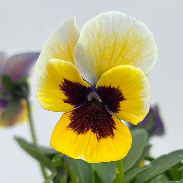 見元園芸さんのビオラ：トルニー（イエロー系）3.5号ポット