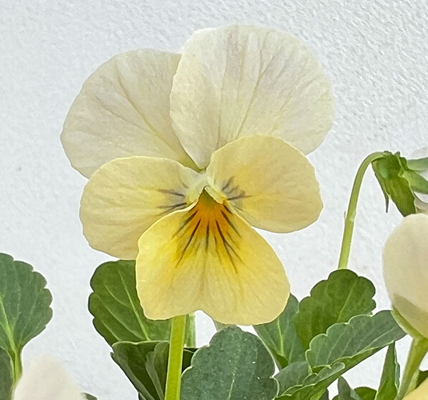 見元園芸さんのビオラ：トルニー（イエロー系）3.5号ポット