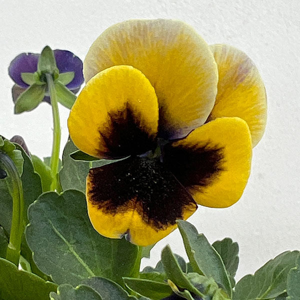 見元園芸さんのビオラ：トルニー（イエロー系）3.5号ポット