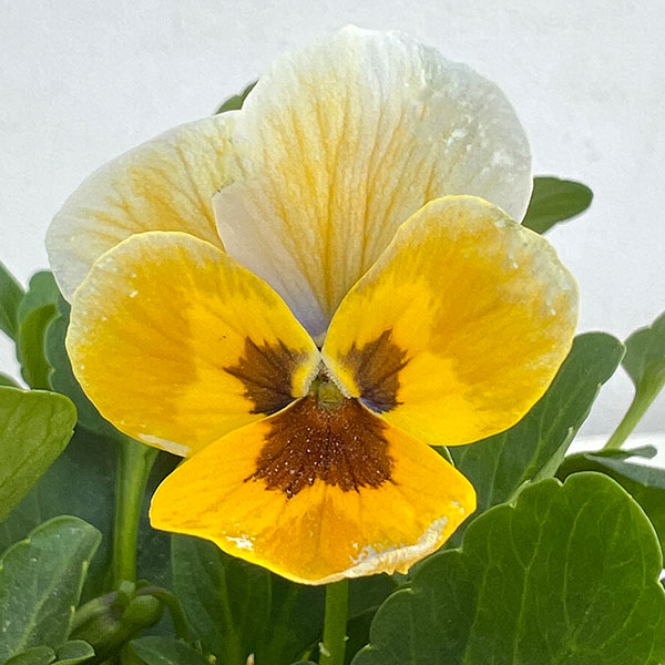 見元園芸さんのビオラ：トルニー（イエロー系）3.5号ポット