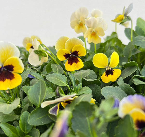 見元園芸さんのビオラ：トルニー（イエロー系）3.5号ポット