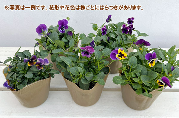 見元園芸さんのビオラ：トルニー（パープル系）3.5号ポット