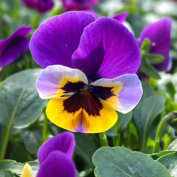 見元園芸さんのビオラ：トルニー（パープル系）3.5号ポット