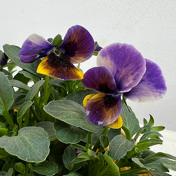 見元園芸さんのビオラ：トルニー（パープル系）3.5号ポット