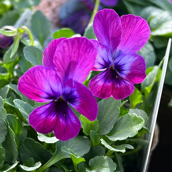 見元園芸さんのビオラ：トルニー（パープル系）3.5号ポット