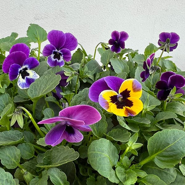 見元園芸さんのビオラ：トルニー（パープル系）3.5号ポット