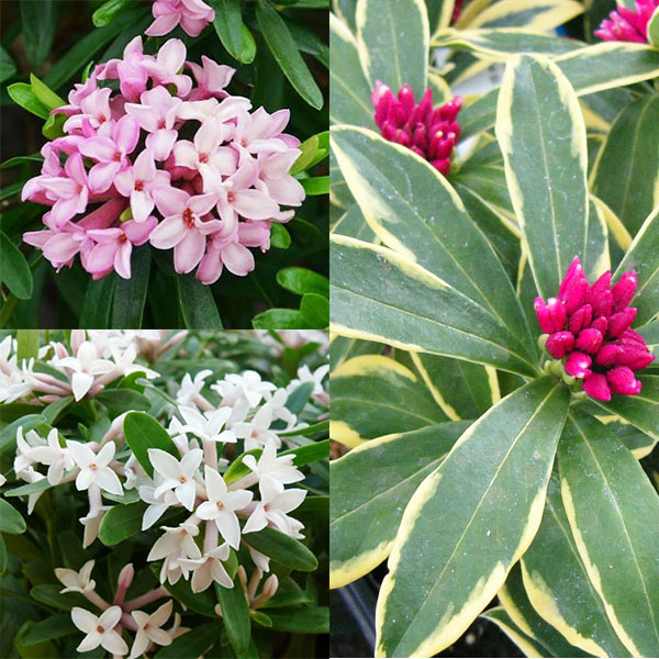 ジンチョウゲ（沈丁花）魅力の３品種セット