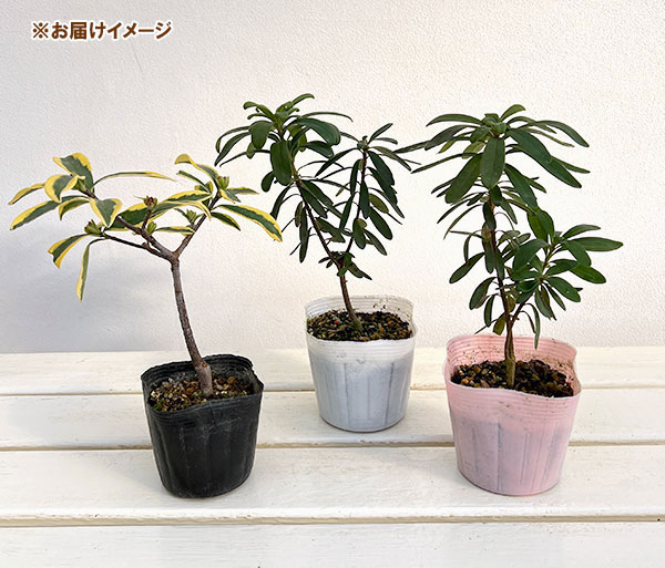 ジンチョウゲ（沈丁花）魅力の３品種セット