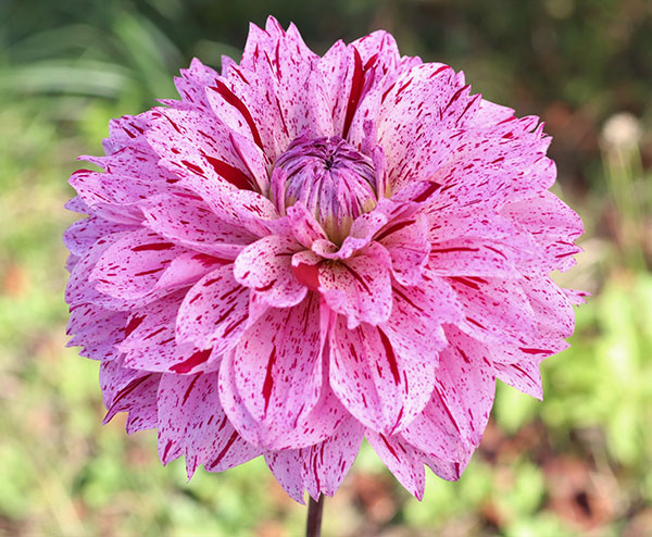 [26年3月中下旬予約]ダリアの球根：（中大輪）時の砂1球