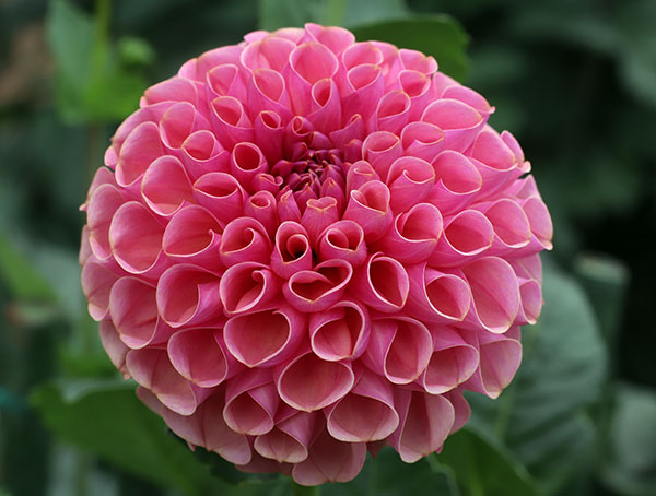 [26年3月中下旬予約]ダリアの球根：（ボール咲き中型）トキメキ1球