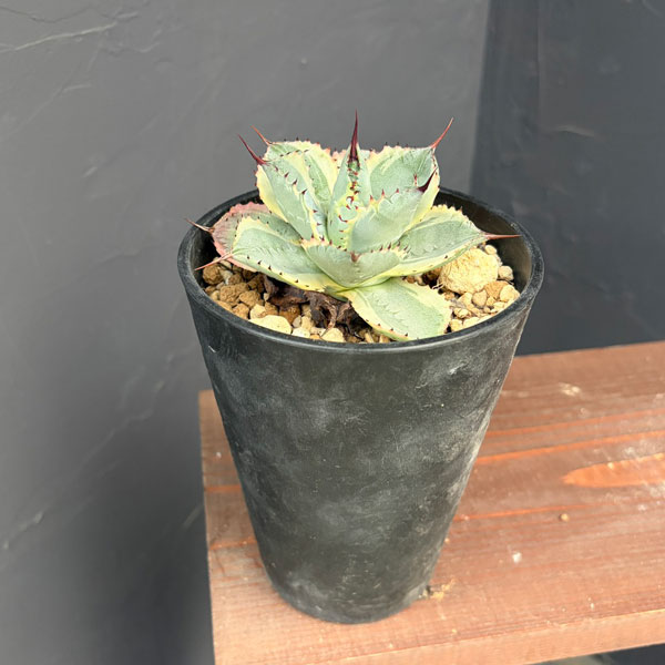 アガベ:ポタトラム 雷神錦(らいじんにしき)4号鉢植え25-01