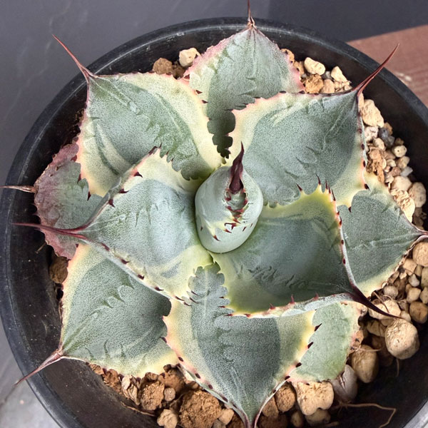 アガベ:ポタトラム 雷神錦(らいじんにしき)4号鉢植え25-01